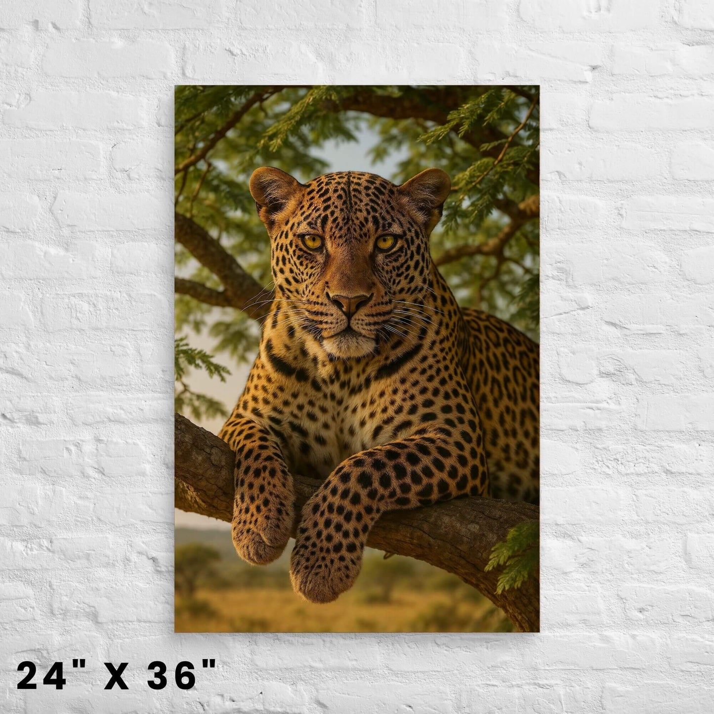 24 × 36-inch wildlife canvas of a watchful leopard perched in a tree, showcased on a bright white-brick wall.